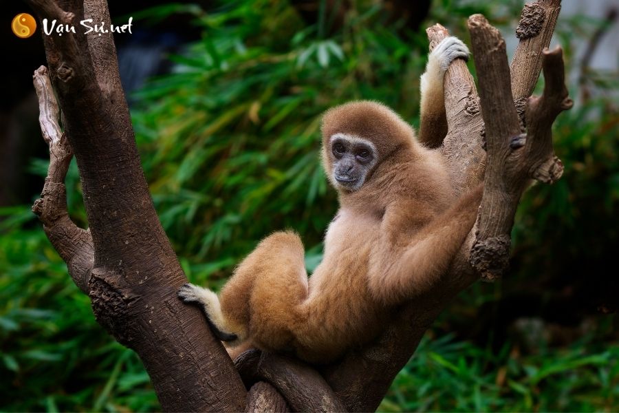 Chiêm bao thấy khỉ là điềm báo gì