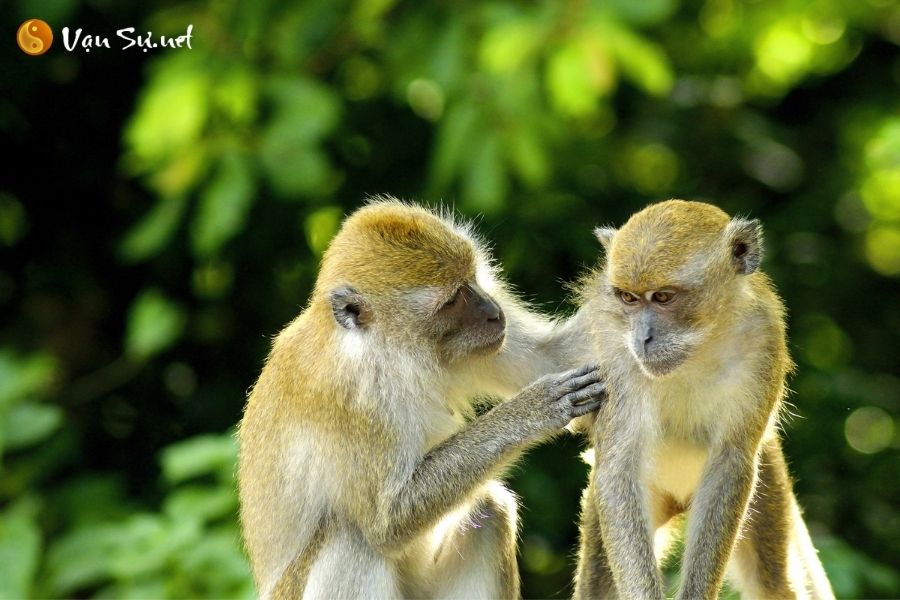 Mơ thấy khỉ là điềm báo gì?