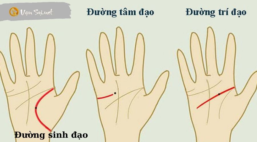 nốt ruồi trên đường tâm đạo