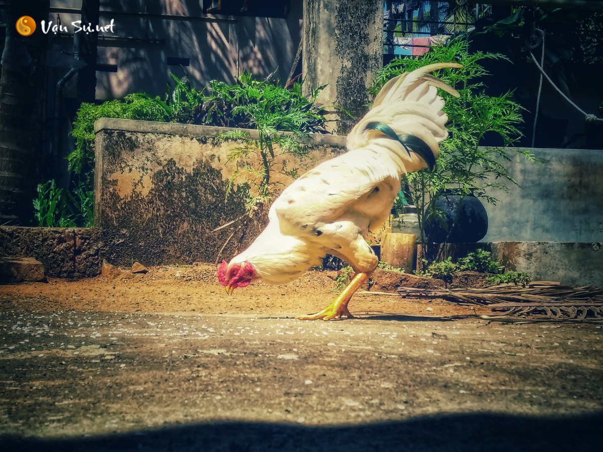 Tuổi Tân Dậu 1981