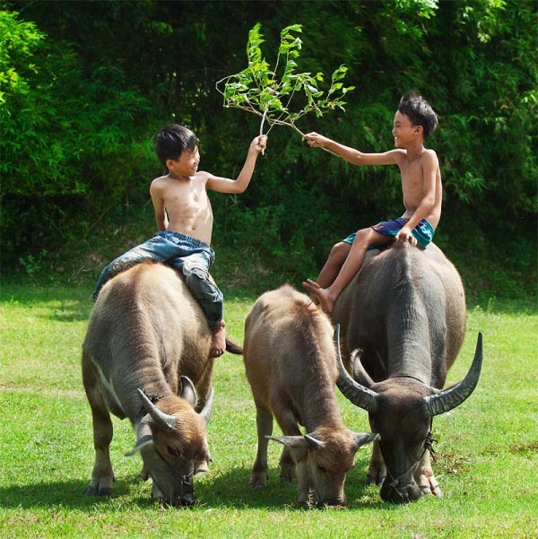 Nằm mơ thấy trâu đánh con gì